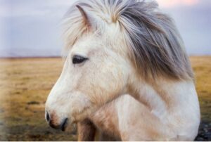 Islandpony